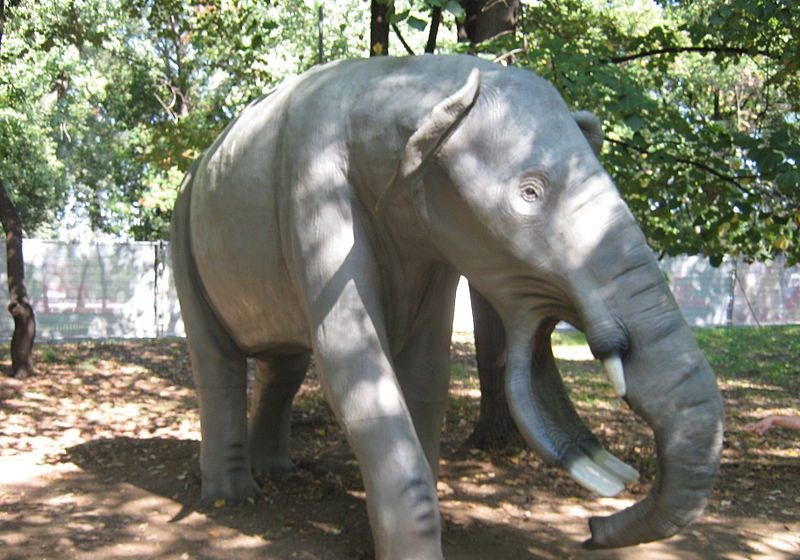 Platybelodon