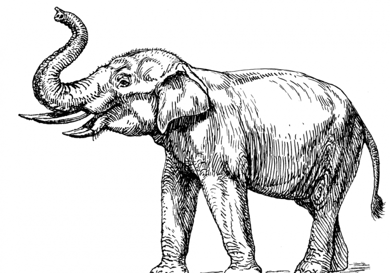 Primelephas