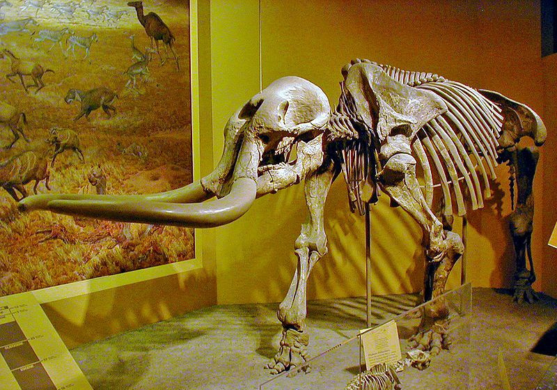 estegomastodonte