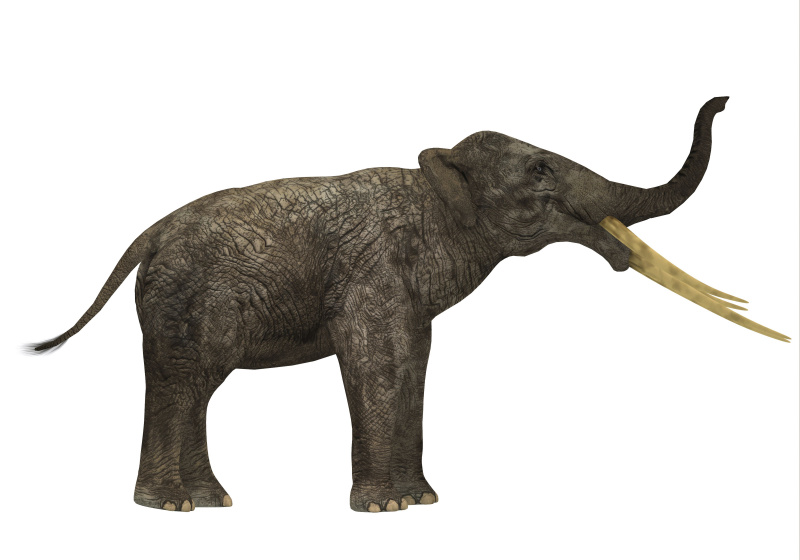 Elefante primitivo Stegotetrabelodon, perfil lateral.