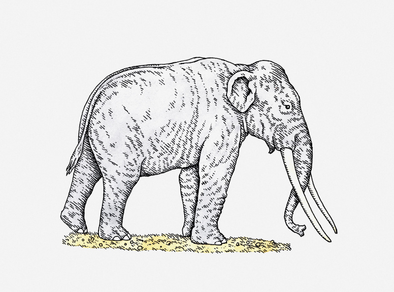 Ilustração do elefante de presas retas (Palaeoloxodon antiquus) da época do Pleistoceno