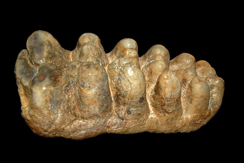 Tetralofodonte