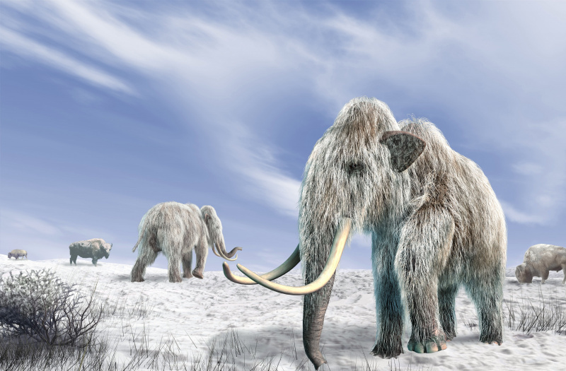 Mamutes lanosos, obras de arte