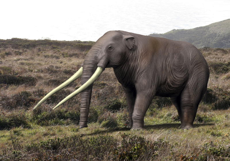 Anancus arvernensis, Proboscidea, época do Pleistoceno da Europa.