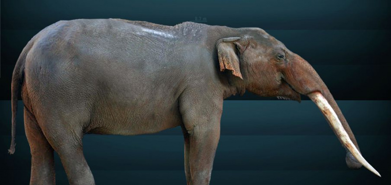Cuvieronius