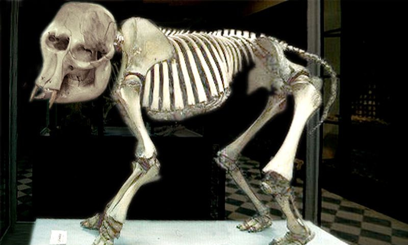 Elefante Anão