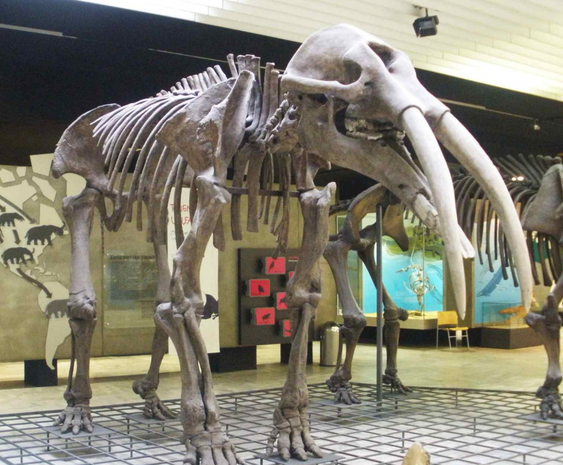 gomphotherium