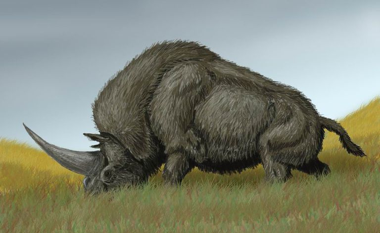 elasmotherium