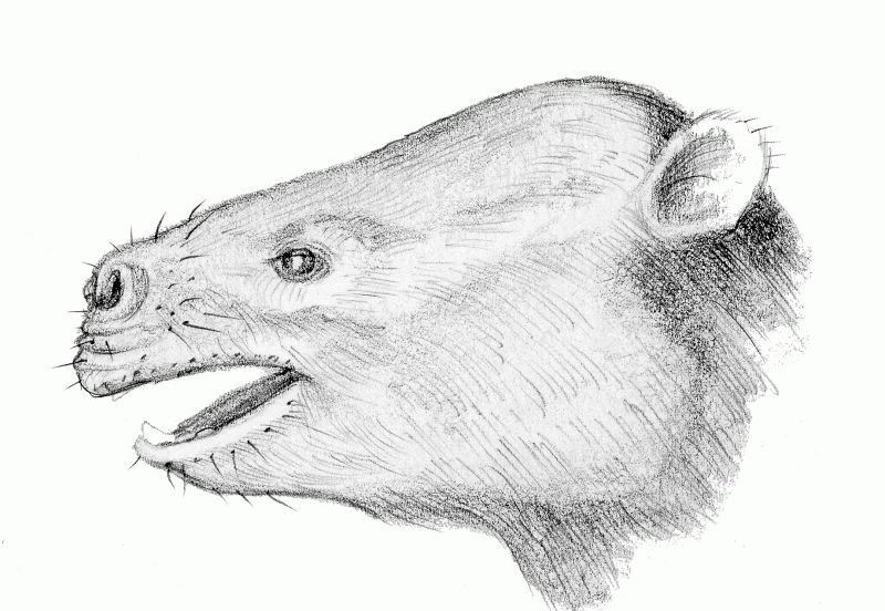 Fosfaterium