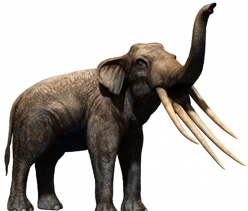 Stegotetrabelodon