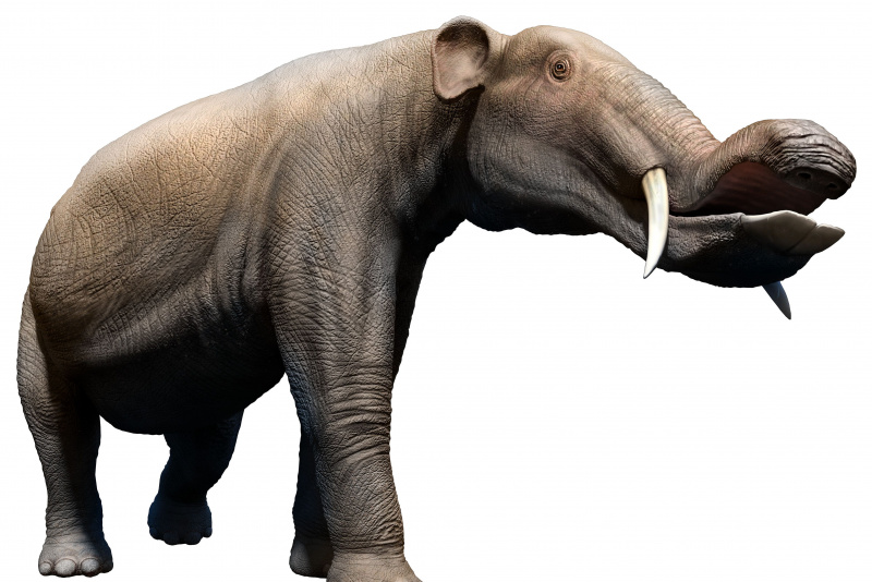 Platybelodon