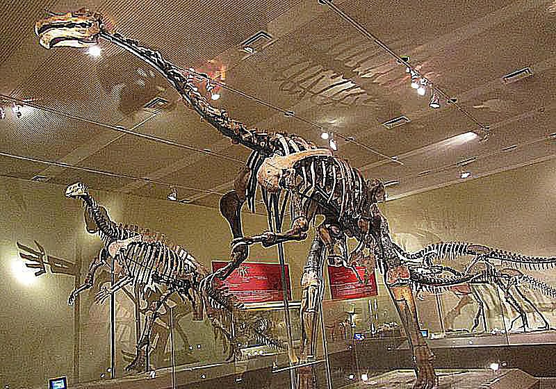 suzhoussauro