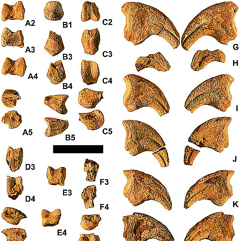 martaraptor