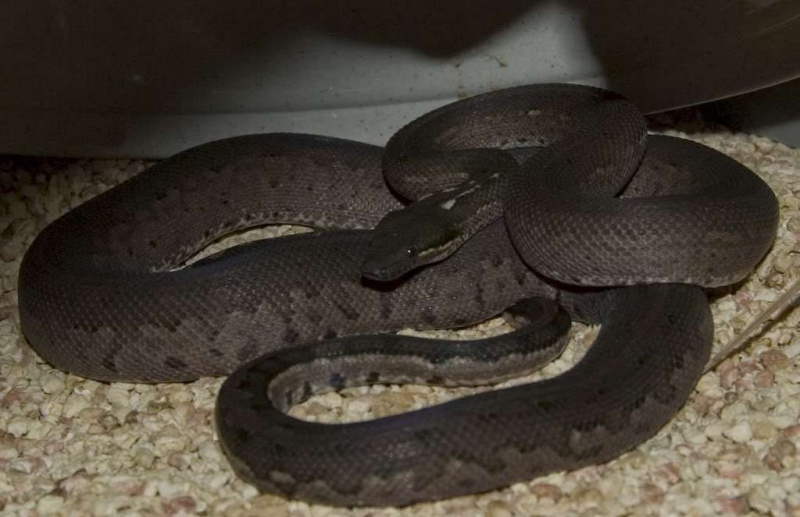 En brunsvart Round Island Keel-Scaled Boa