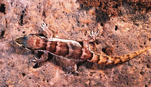 Kapp Verdes gigantiske skink på en stein