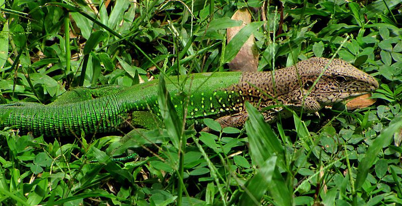 Bakenden av Martiniques gigantiske ameiva går i ett med gresset