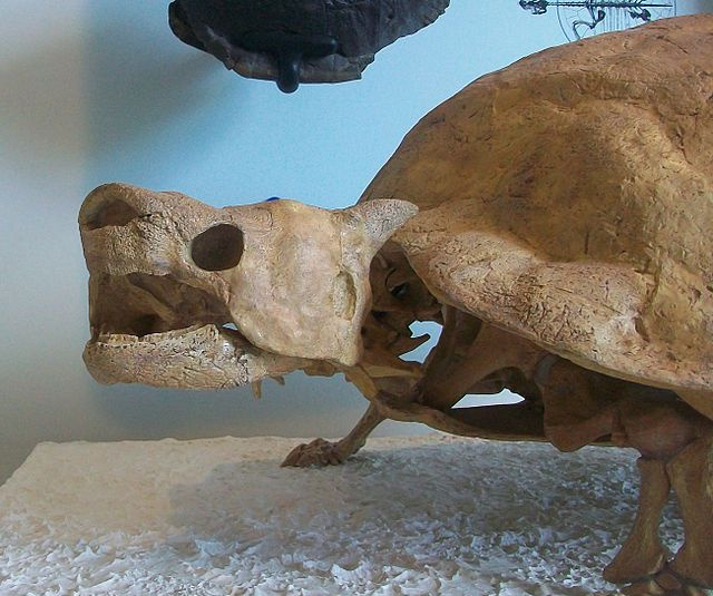 Skeleton of the horned turtle  <i>Melania</i> 