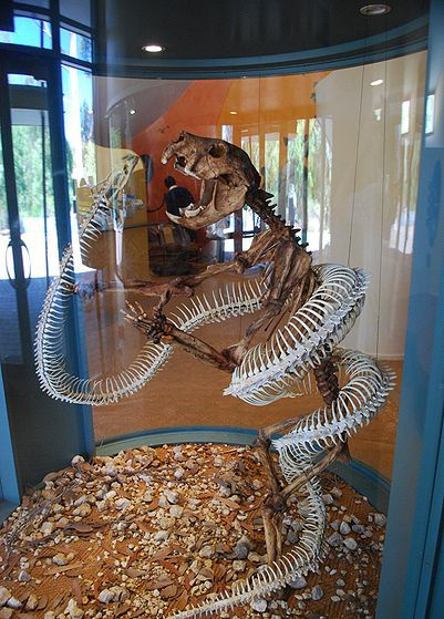 On display, a skeleton of a very long  <i>Wonambi</i> slange vikler seg rundt sitt skjelettbytte