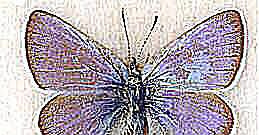 セルセスブルー