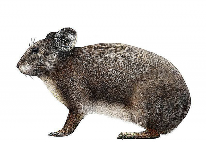 サルデーニャナキウサギ