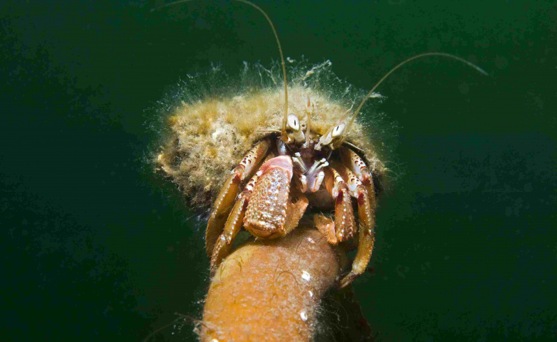 Eremittkrabbe (Pagurus bernhardus) Klatring på Stipe, Skottland