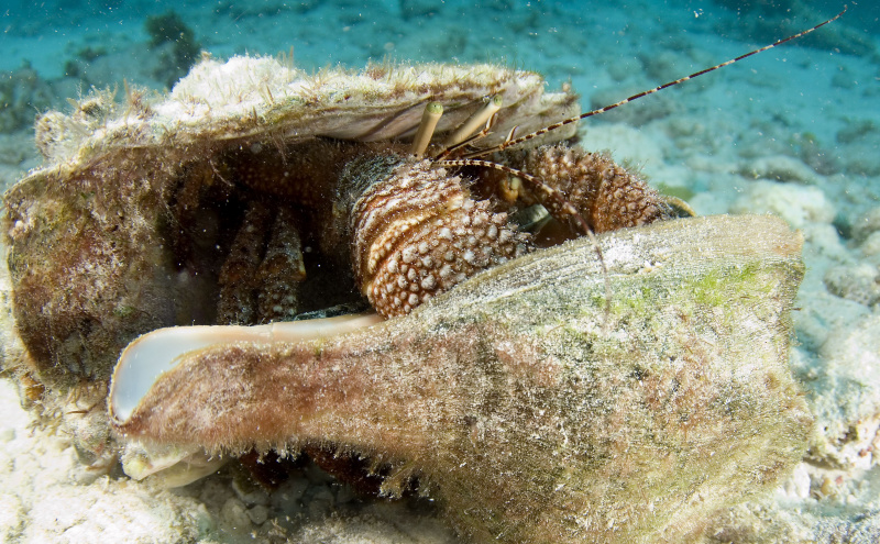 Rød eremittkrabbe (Petrochirus diogenes) skiftende skjell, Cancun, Mexico