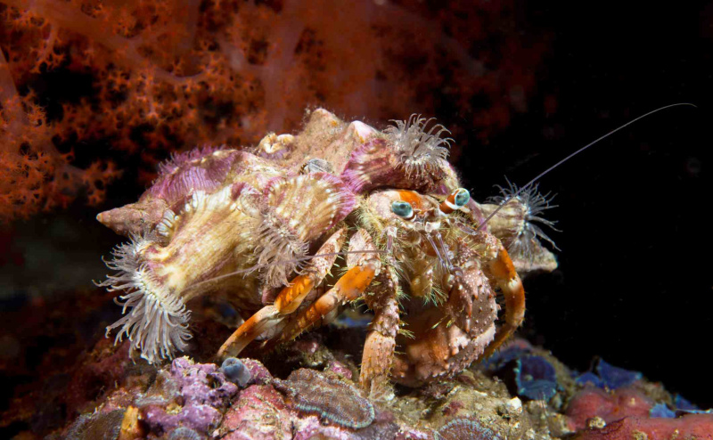 Jeweled Anemone Eremitt Crab, Filippinene