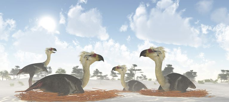 雄のフォルスラコス猛禽類は、中新世時代に営巣する雌のコロニーを見守っています。