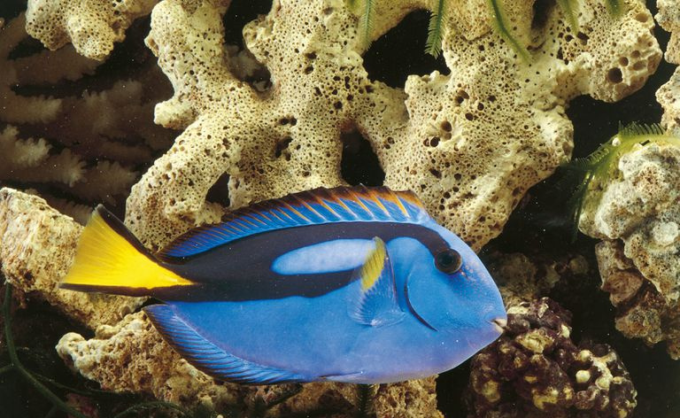 Regal tang i et akvarium
