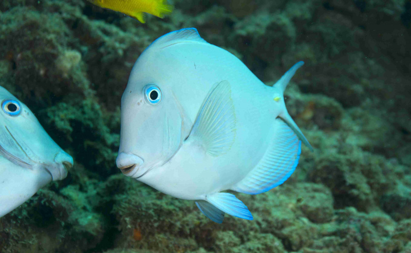 Atlantisk blå tang (Acanthurus coeruleus)