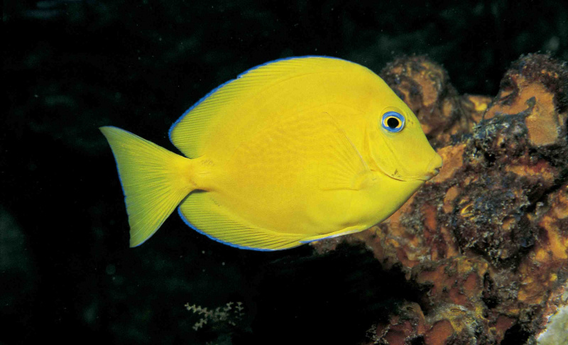 Juvenil blå tang (Paracanthurus hepatus)