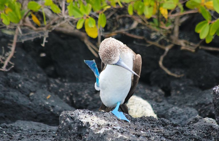 O Blue-Footed Booby executa sua elaborada dança de acasalamento, completa com chutes altos