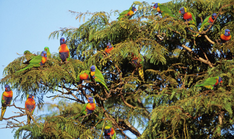 Um bando de lorikeets arco-íris empoleirado em uma árvore