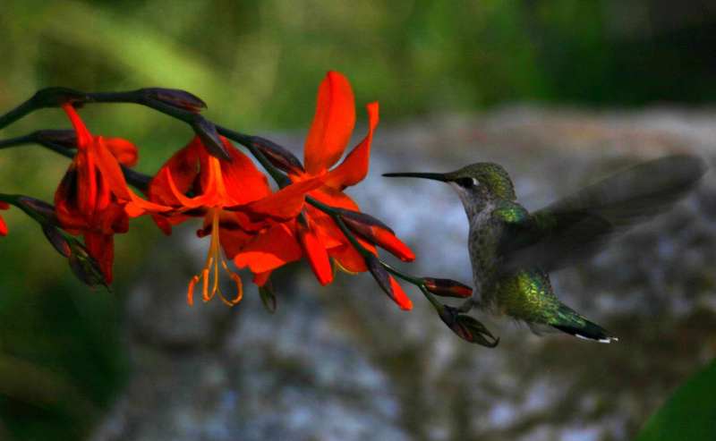 La relazione tra piante da fiore e loro impollinatori può offrire un classico esempio di relazioni coevolutive.