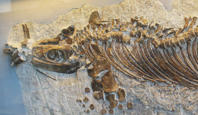cymbospondylus