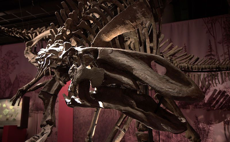 Esqueleto reconstruído de gilmoreosaurus