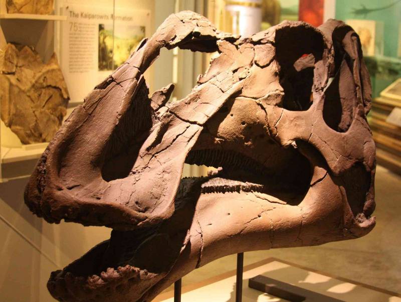 Crânio de Gryposaurus Monumentsis