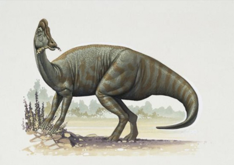 Jaxartossauro