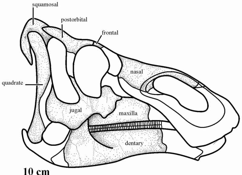 Ilustração do crânio do Kundurosaurus