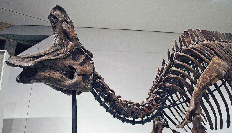 esqueleto de lambeossauro