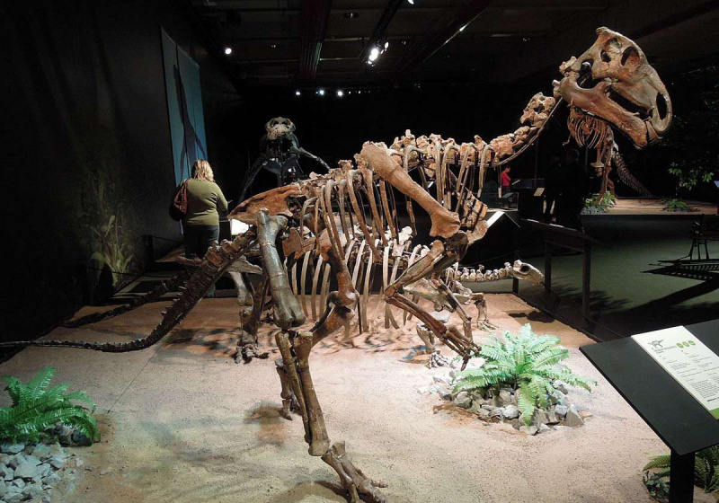 Probactrosaurus gobiensis