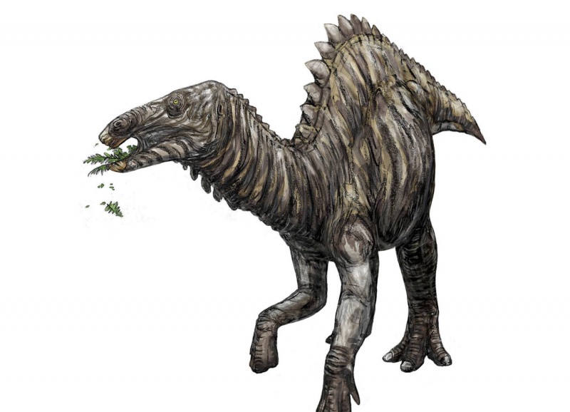 Tanius sinensis