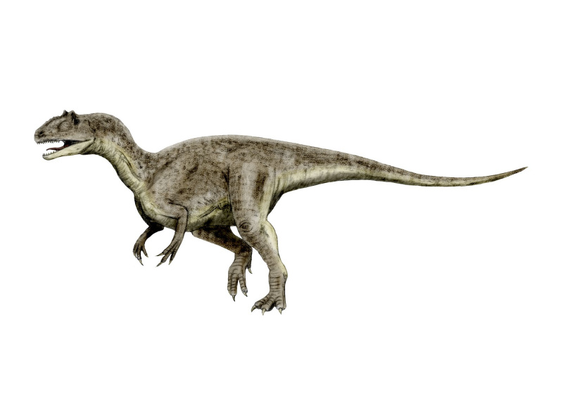 Ilustração de Allosaurus, o dinossauro terópode