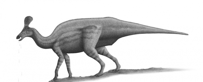 Tsintaosaurus spinorhinus