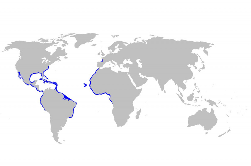 Mapa de distribución de Ginglymostoma cirratum