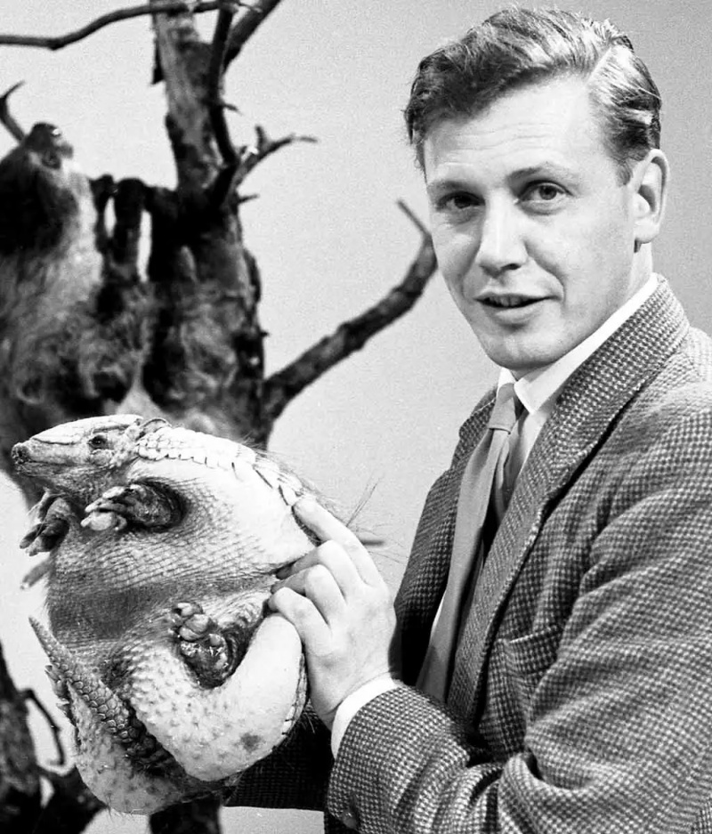 Młody David Attenborough z pancernikiem po „Zoo Quest” do Paragwaju (1958), za pośrednictwem BBC.co.uk