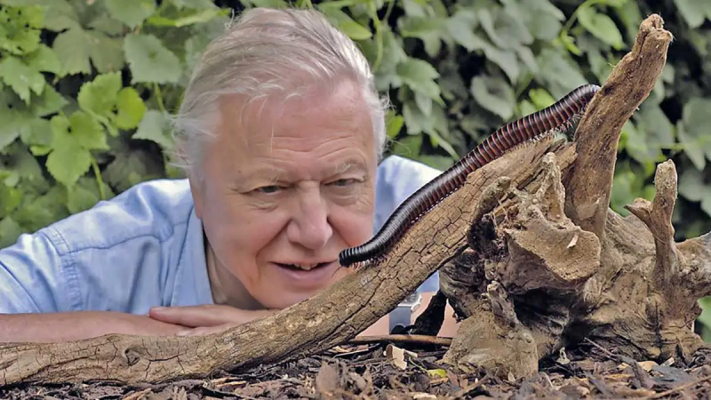 David Attenborough: człowiek, który „lubi patrzeć na zwierzęta i widzieć, co robią” (2005)