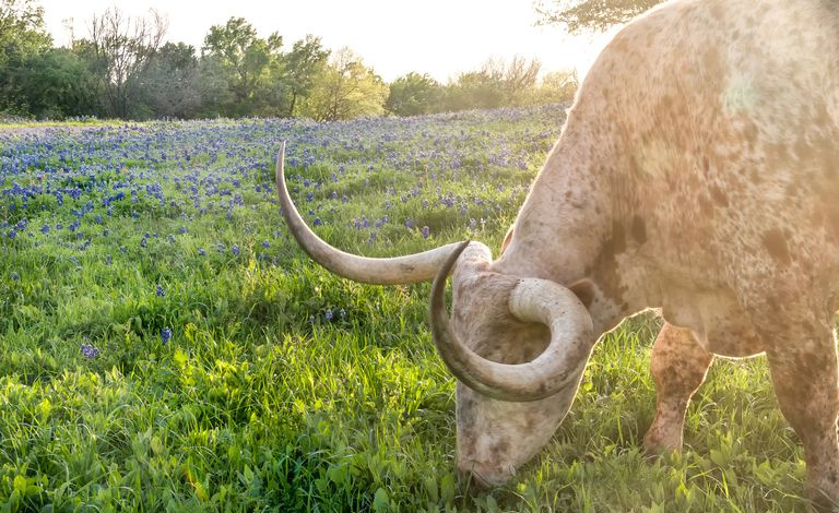 Texas Printables