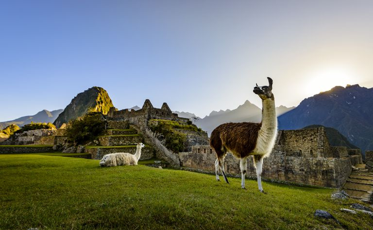 Lamaer ved første lys ved Machu Picchu, Peru, Sør-Amerika