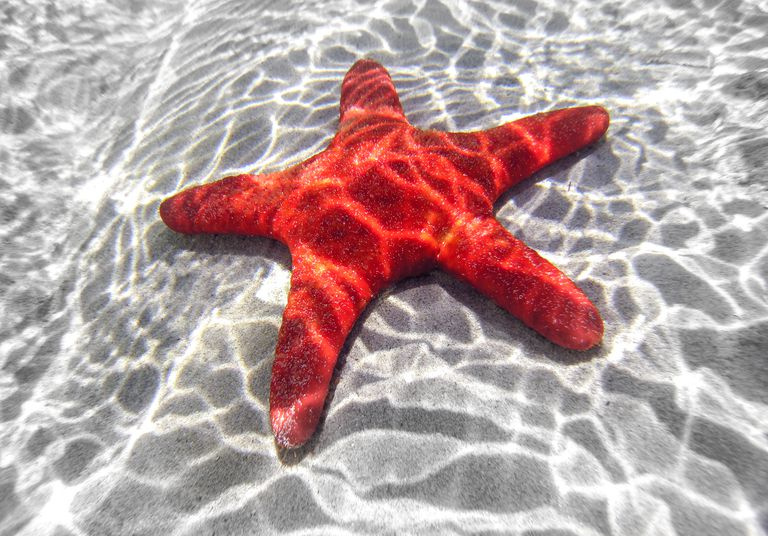 Aprendendo sobre a estrela do mar